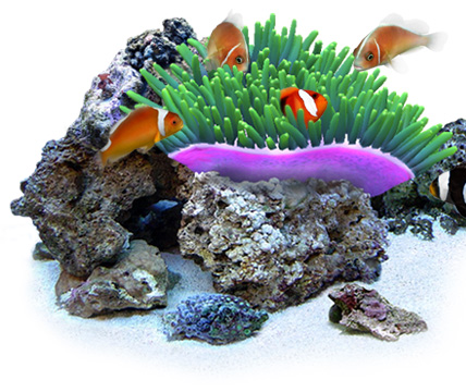 DigiFish Clownfish()ԡɥ󥿡ʥʥ